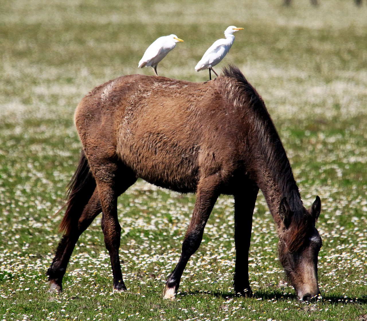 Image - wild horse egrets spain