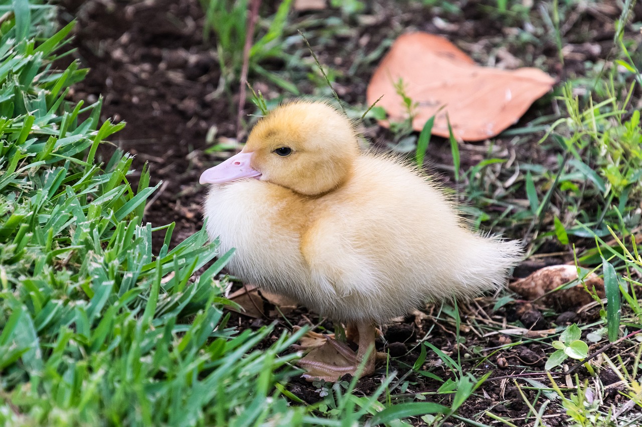 Image - duck duckling bird nature wild