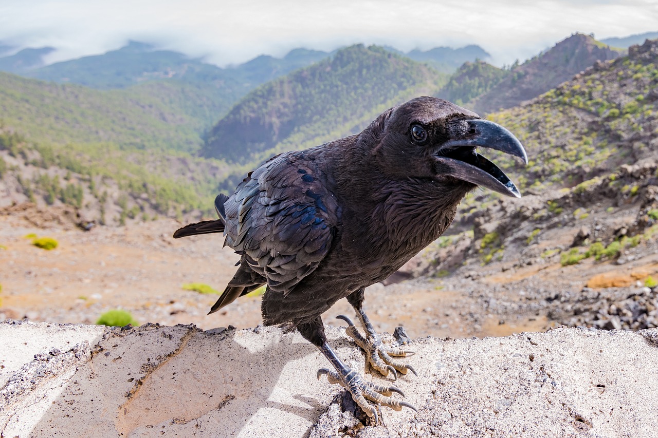 Image - crow raven bird black dark animal