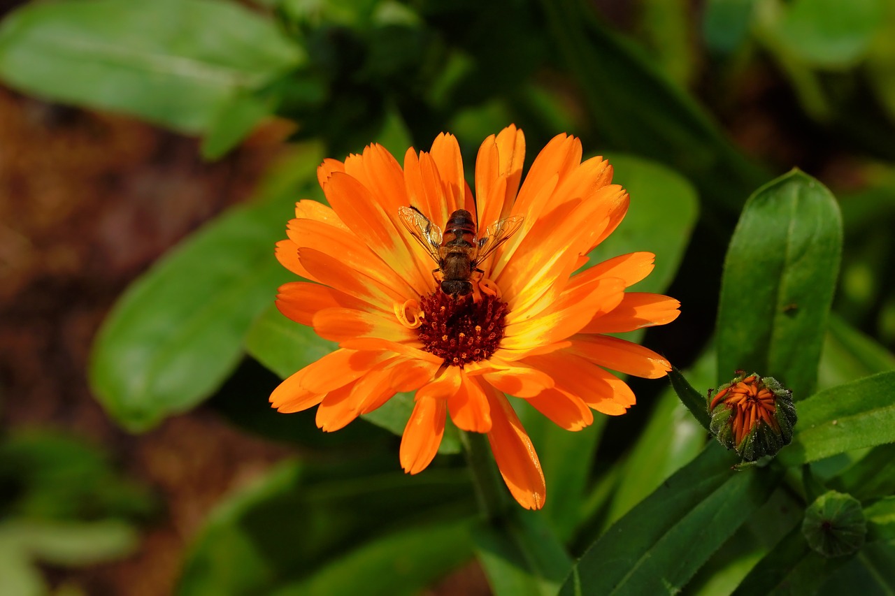 Image - blossom bloom orange tender