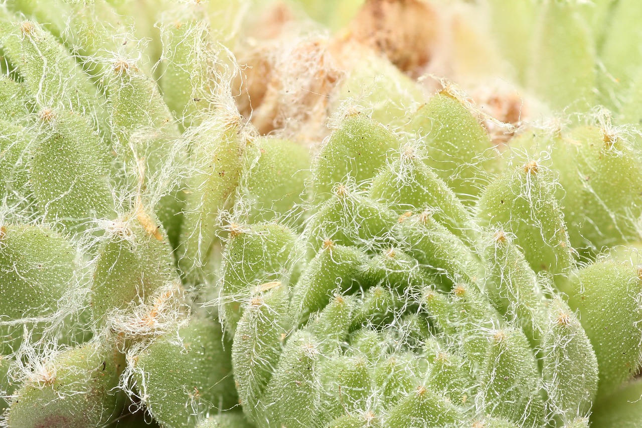 Image - plant spur about nature cactus