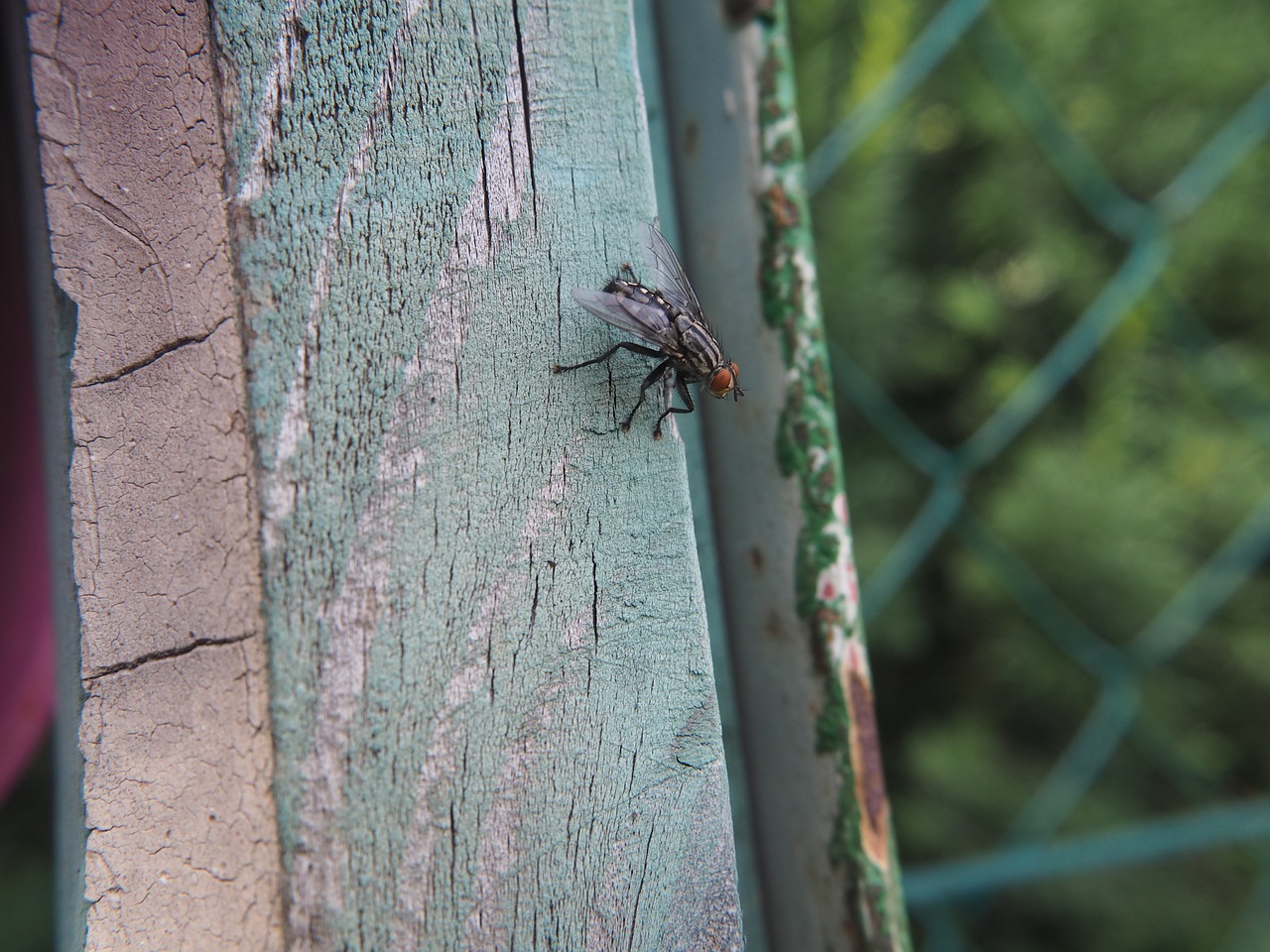 Image - fly insect nature wood garden