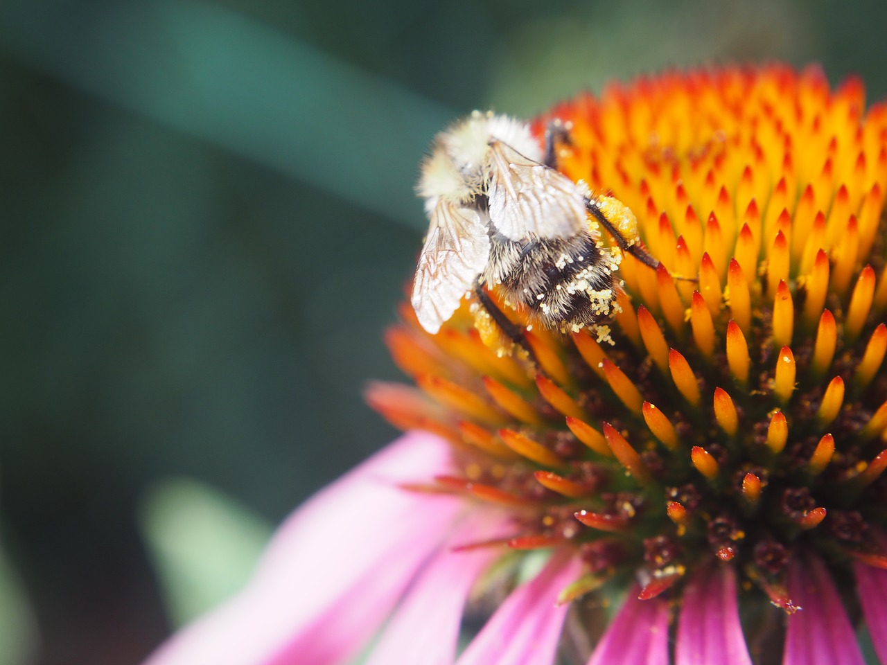 Image - bee blossom bloom hummel insect