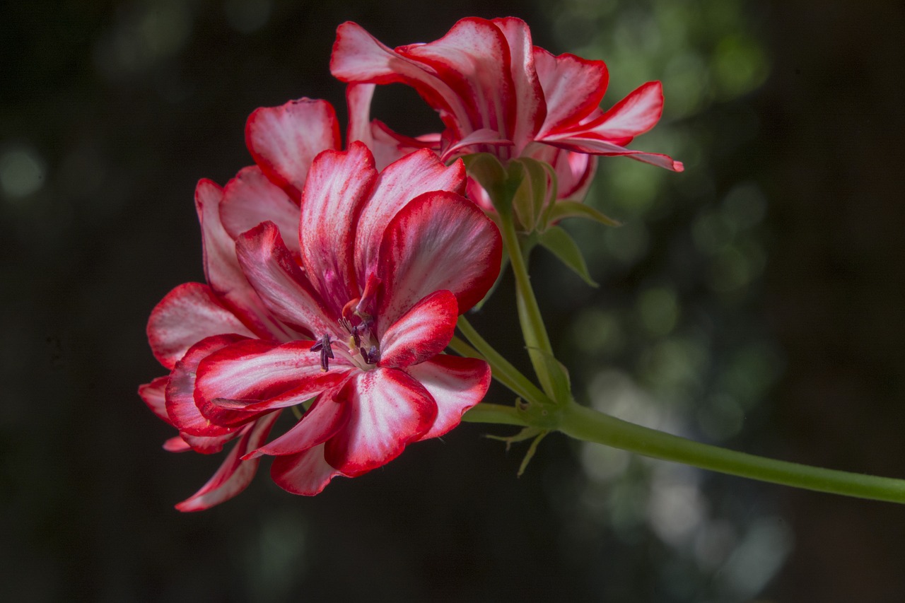 Image - flower geranium red flower plant