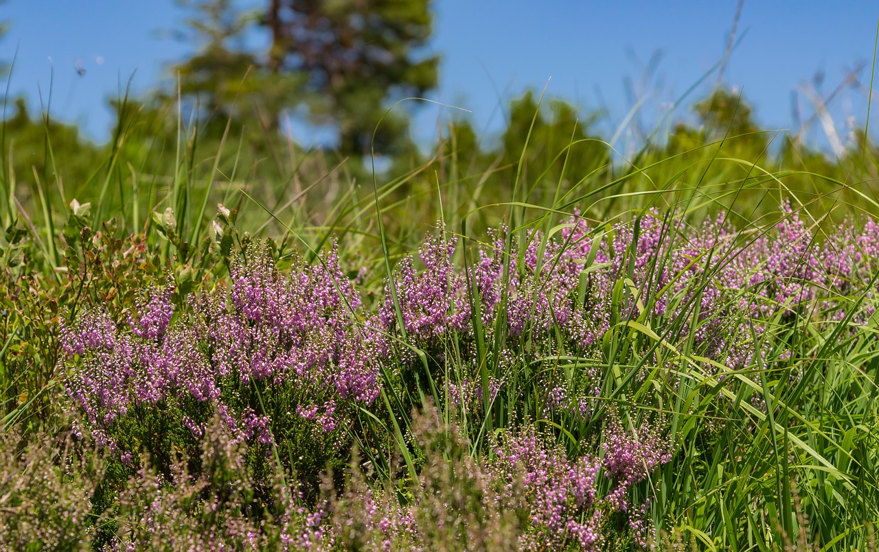 Image - heather erika bloom plant blossom