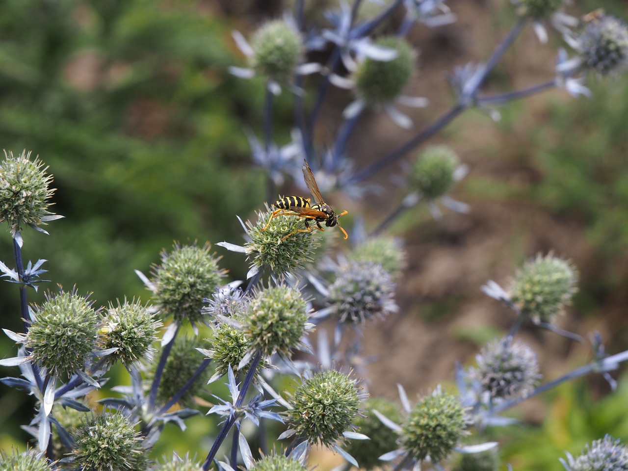 Image - wasp flower thistle fauna insect