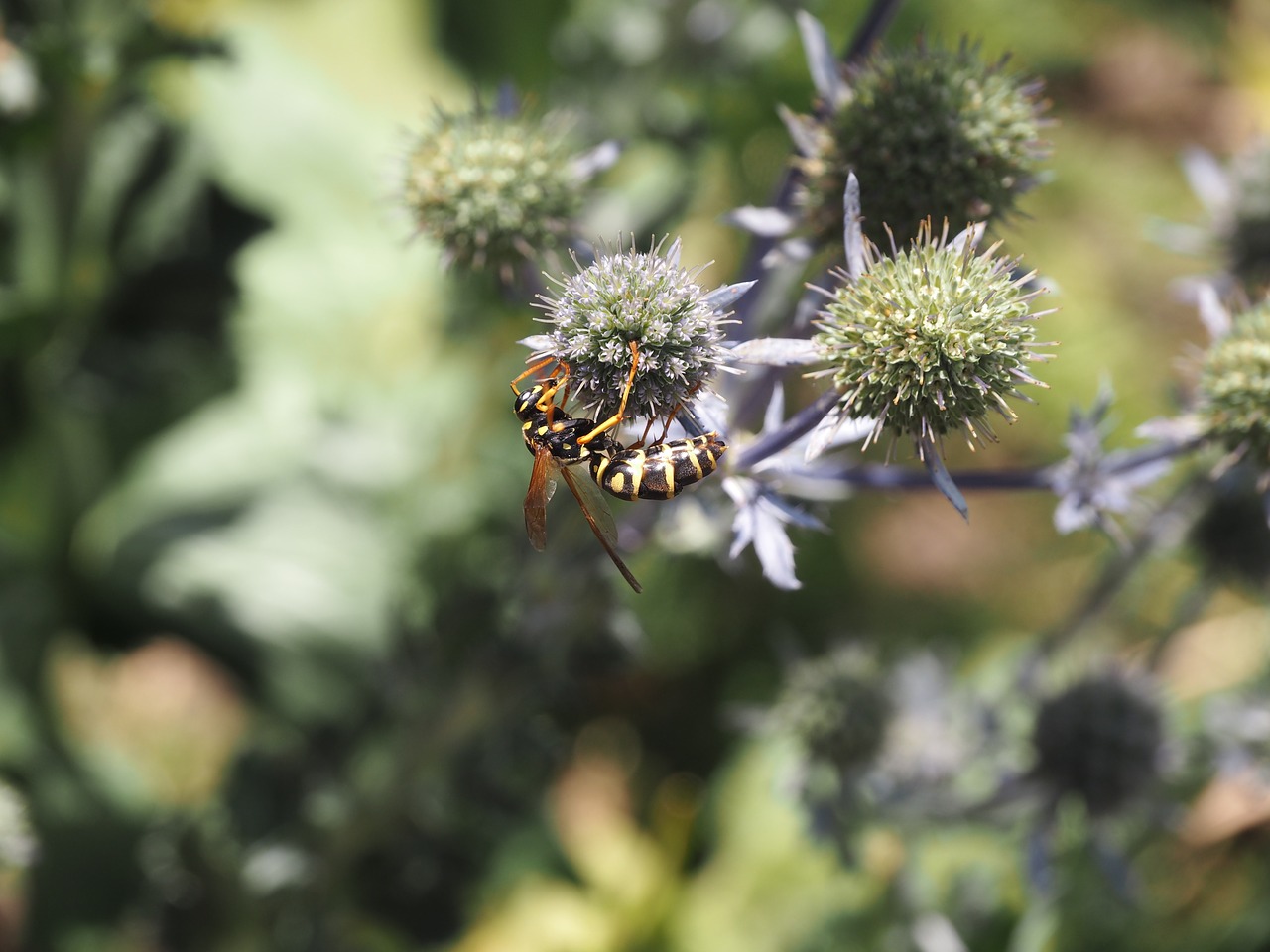 Image - wasp flower thistle fauna insect