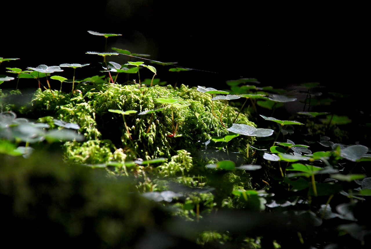 Image - nature forest miniature green