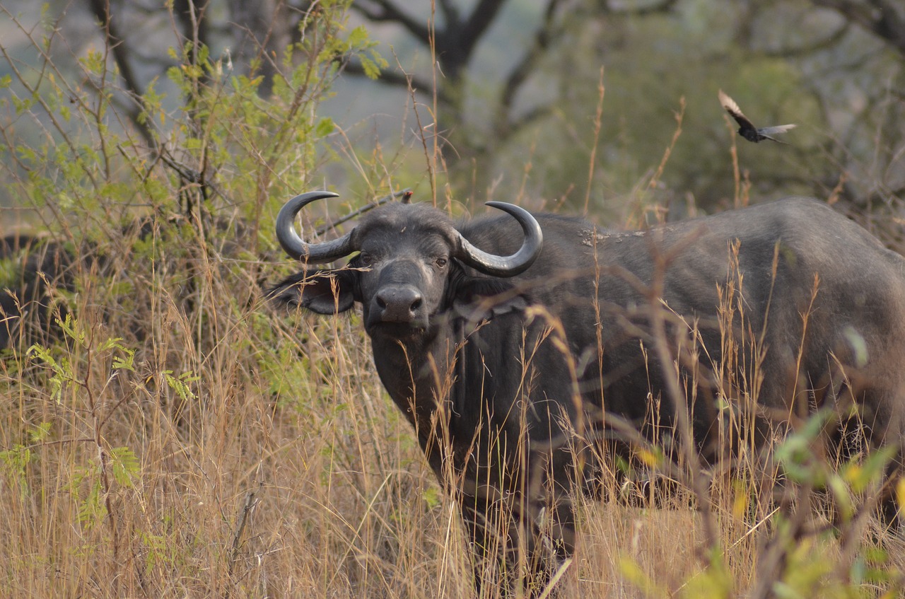 Image - buffalo africa safari wilderness