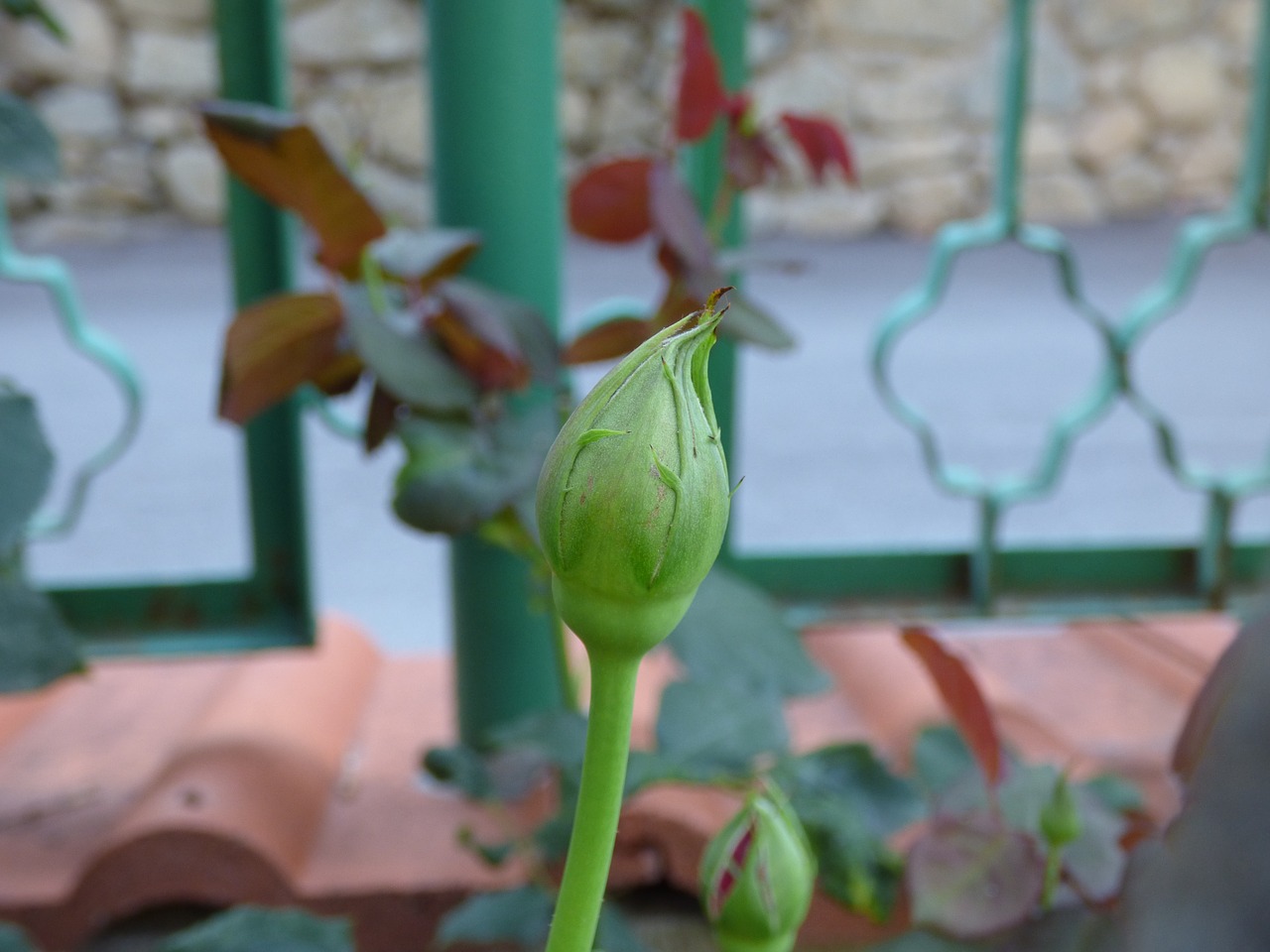 Image - rose bud garden fence green