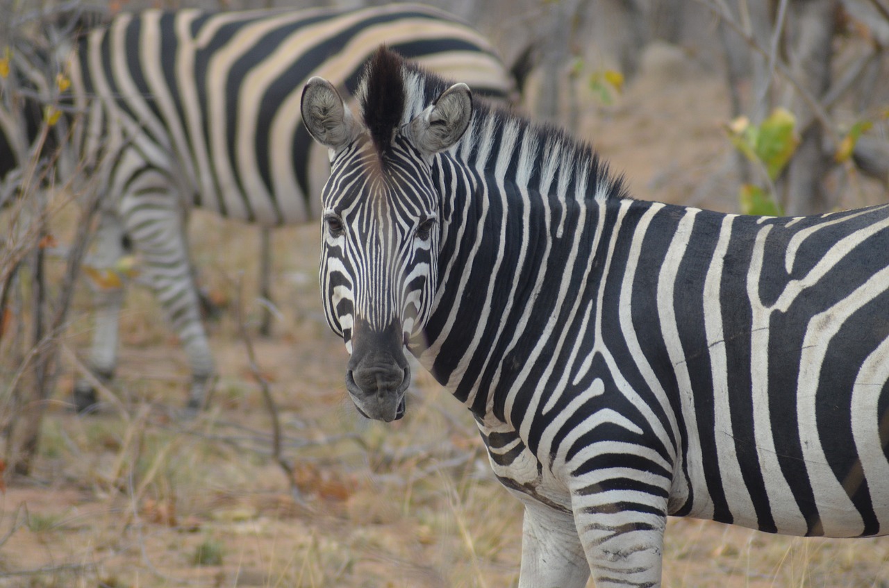 Image - zebra africa safari national park