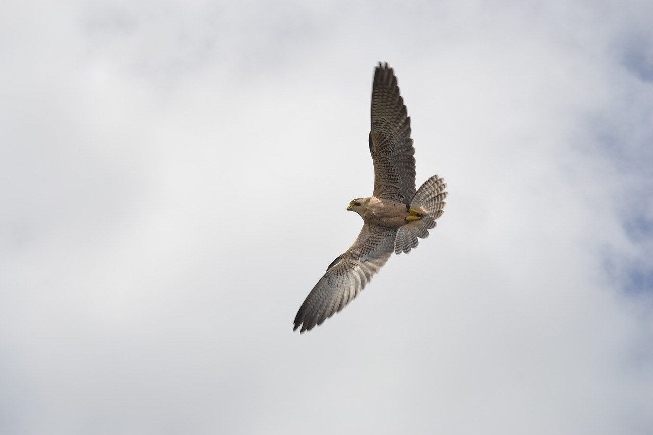 Image - falk bird of prey attack
