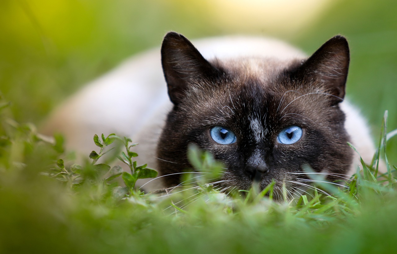 Image - cat hunting siamese eyes closeup