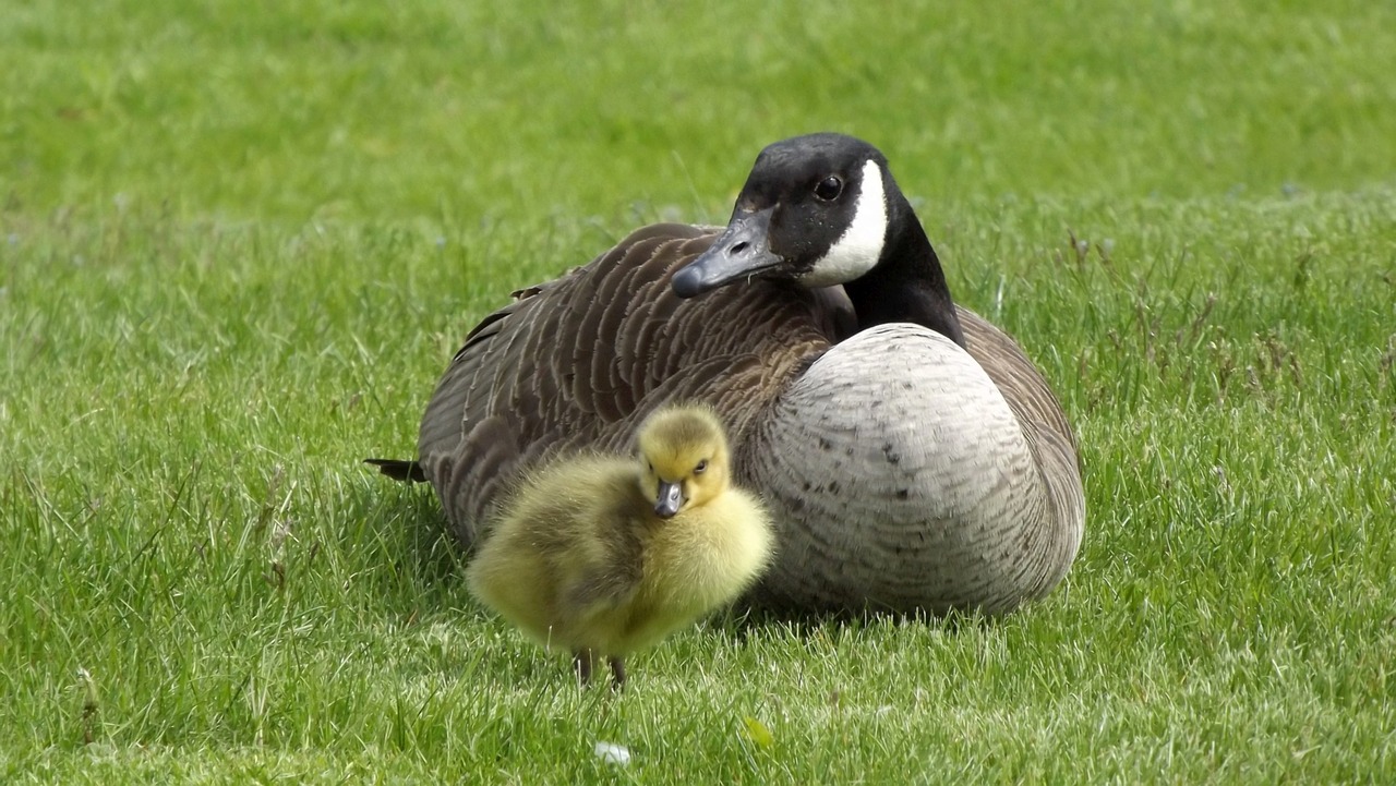 Image - wild birds fauna duck shell