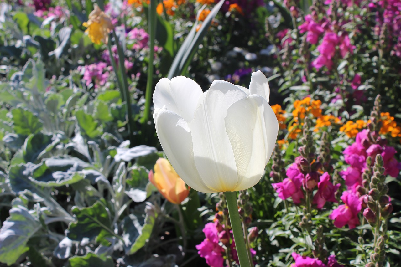 Image - plant flower jardin des plantes