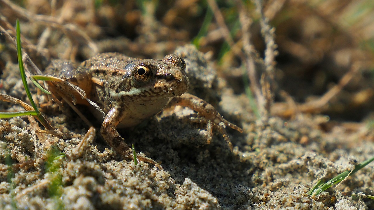 Image - nature frog sand amphibians