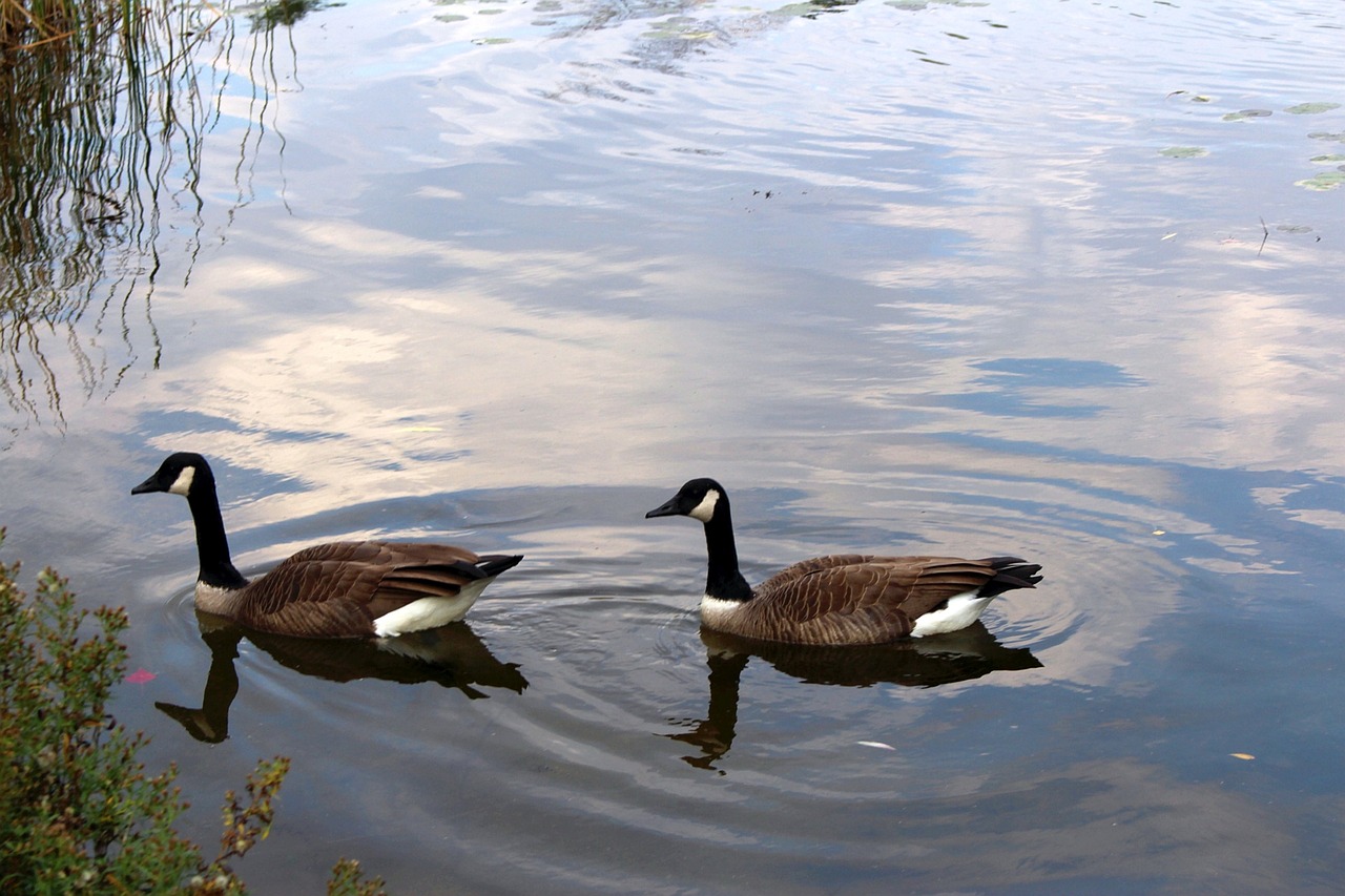 Image - fauna birds wild birds ducks shell