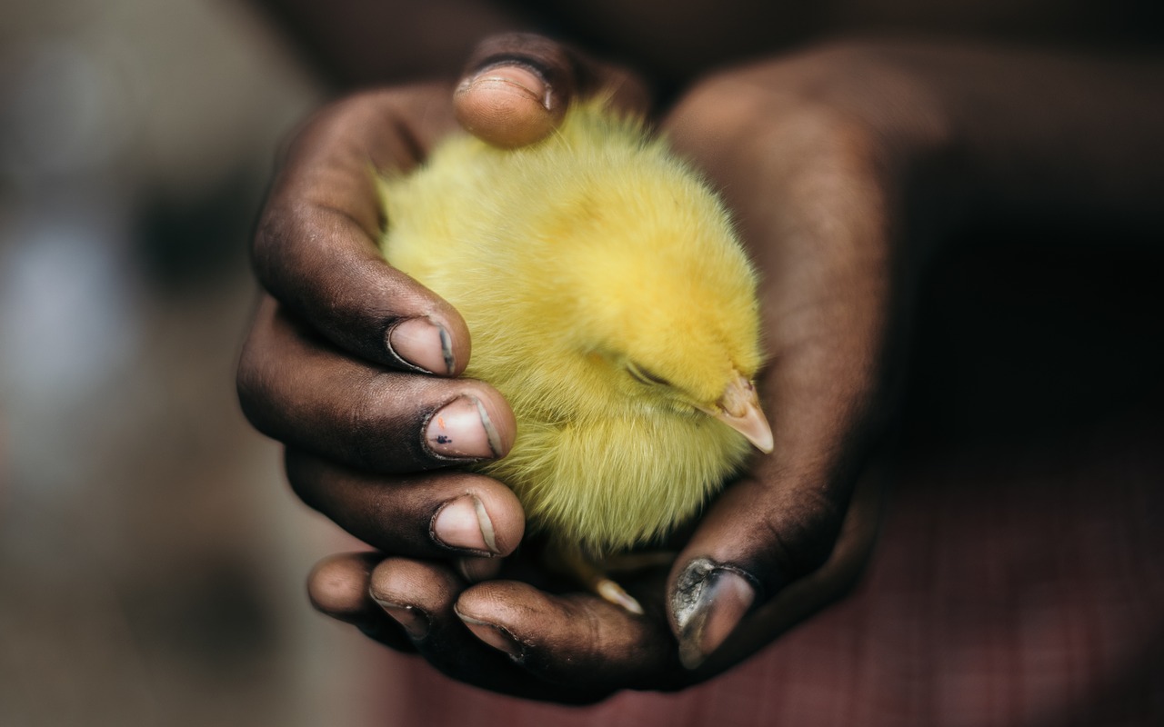 Image - life chick bird white yellow baby