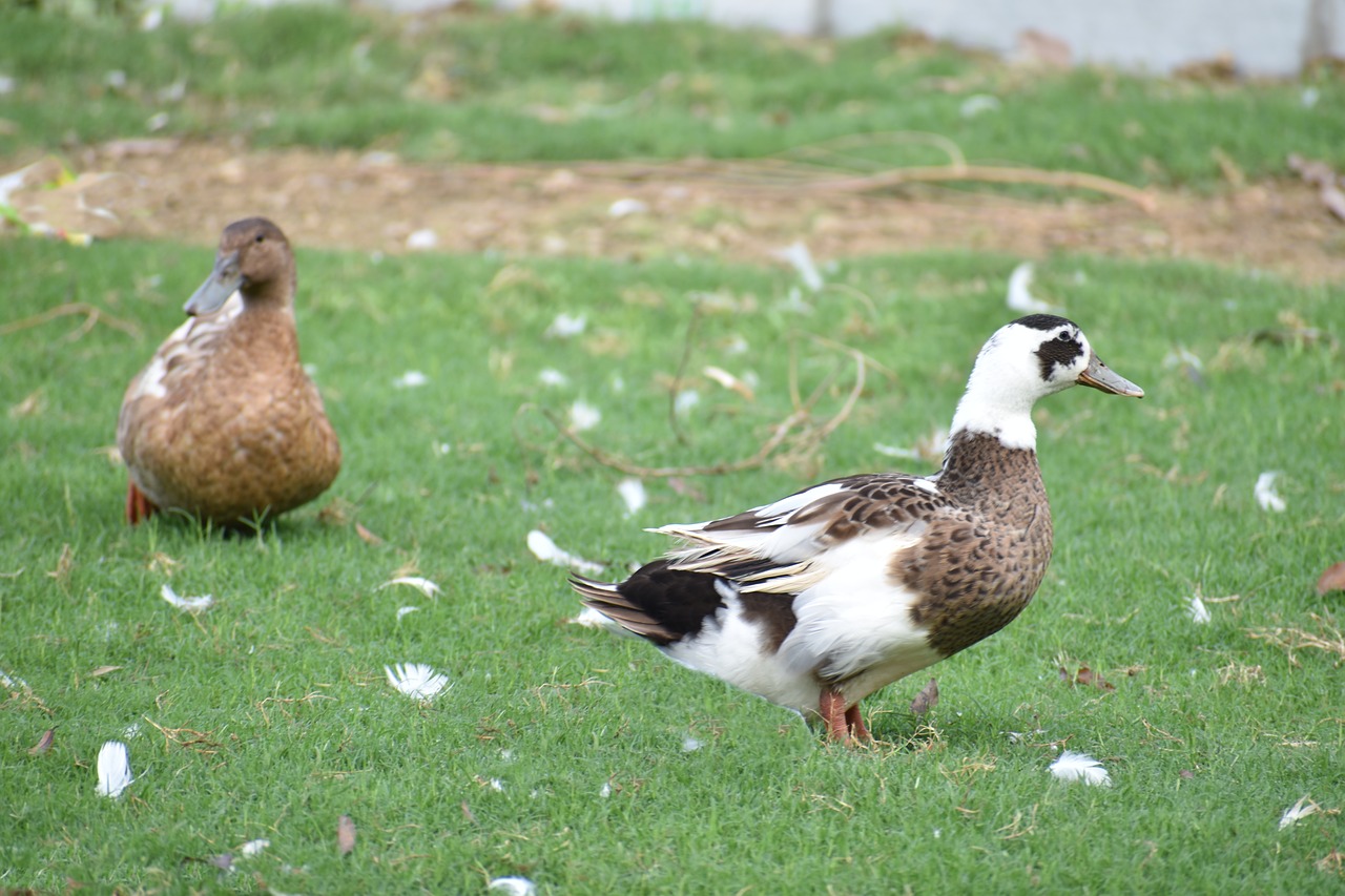 Image - brown ducks perching bird preening