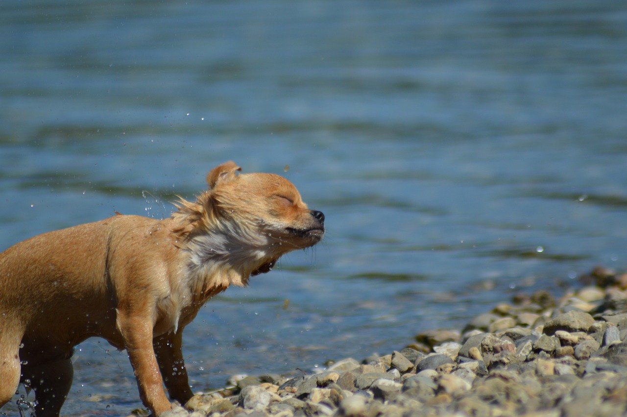 Image - chihuahua dog water animals