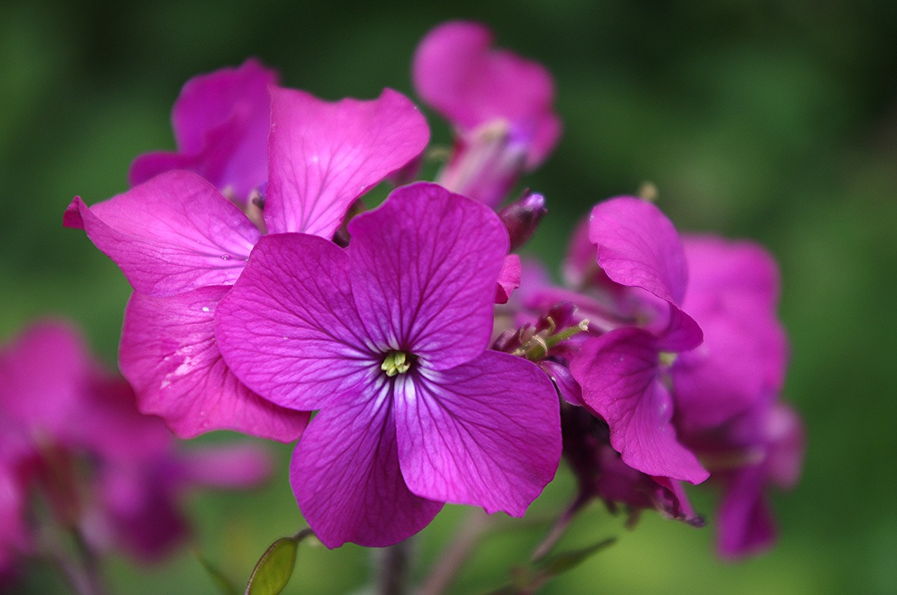 Image - lunaria annua honesty garden plant