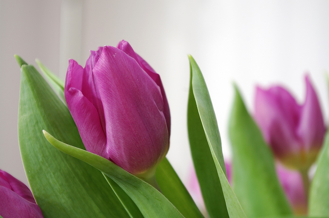 Image - tulip tulipa mauve plant flower