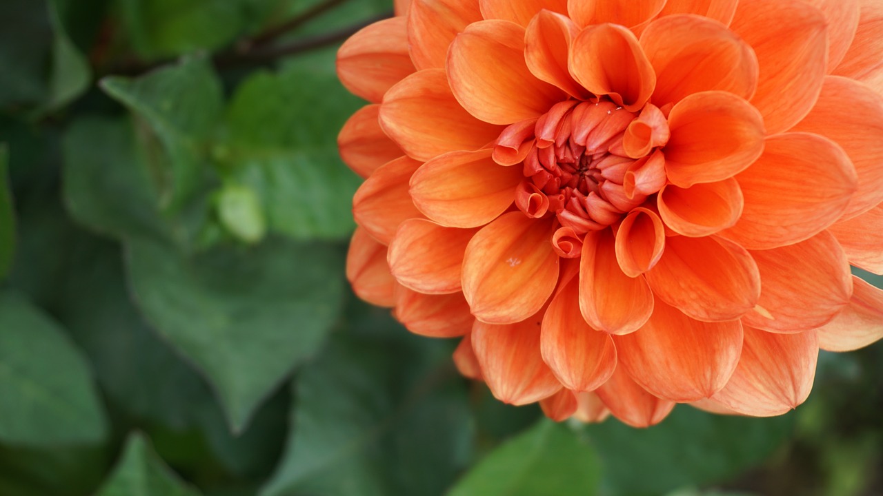 Image - flower orange summer orange flower