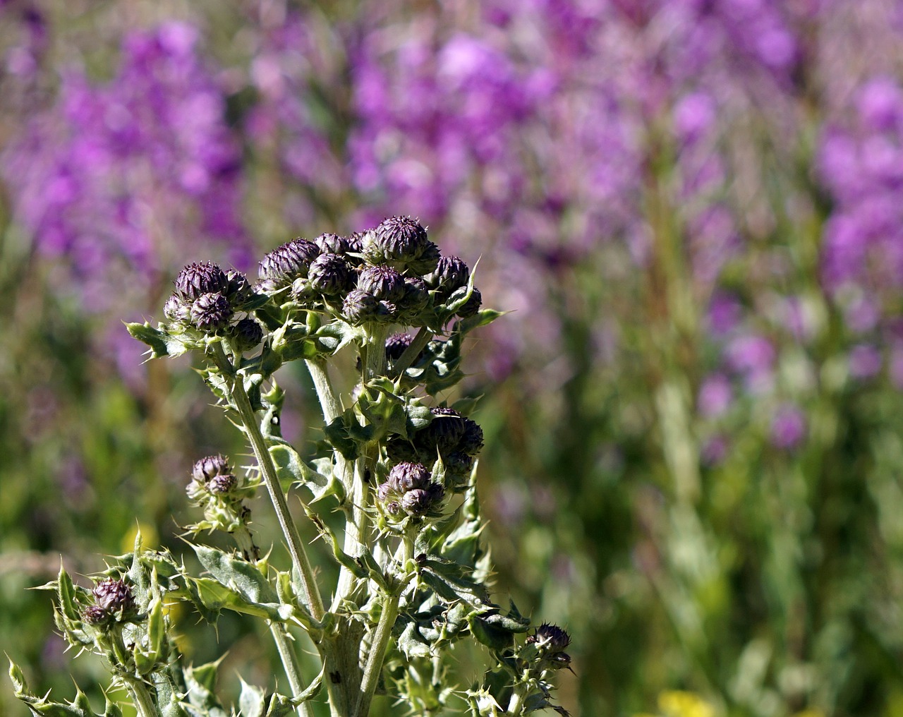 Image - thistles plants plant wildlife