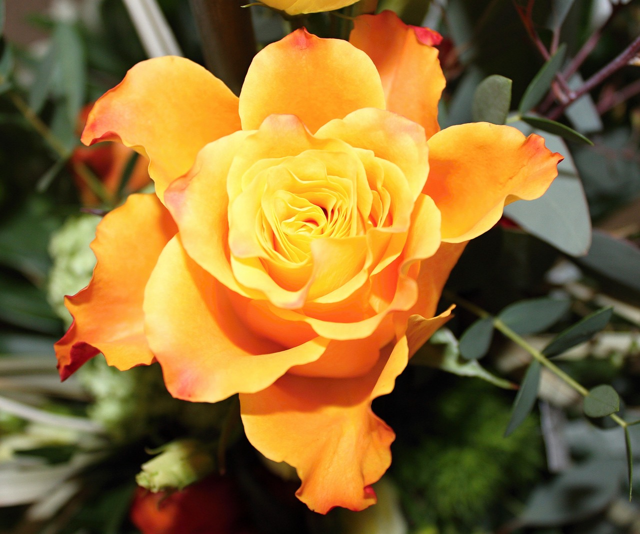 Image - flower orange yellow orange flowers