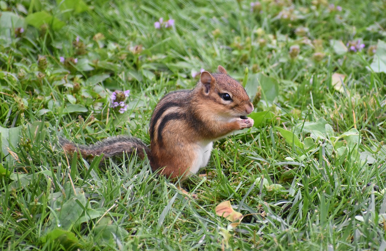 Image - chipmunk animal chipmunk eating