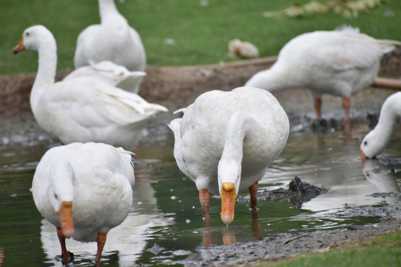 Image - ducks group enjoying birds