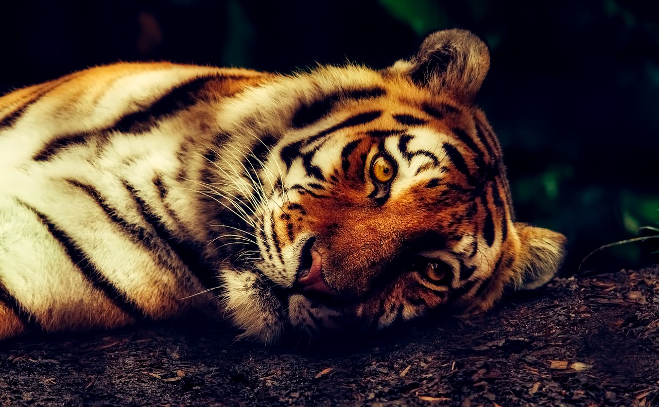 Image - tiger animal wildlife resting