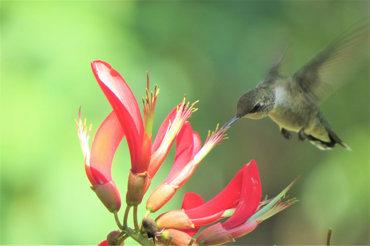 Image - bird hummingbird flying and feeding