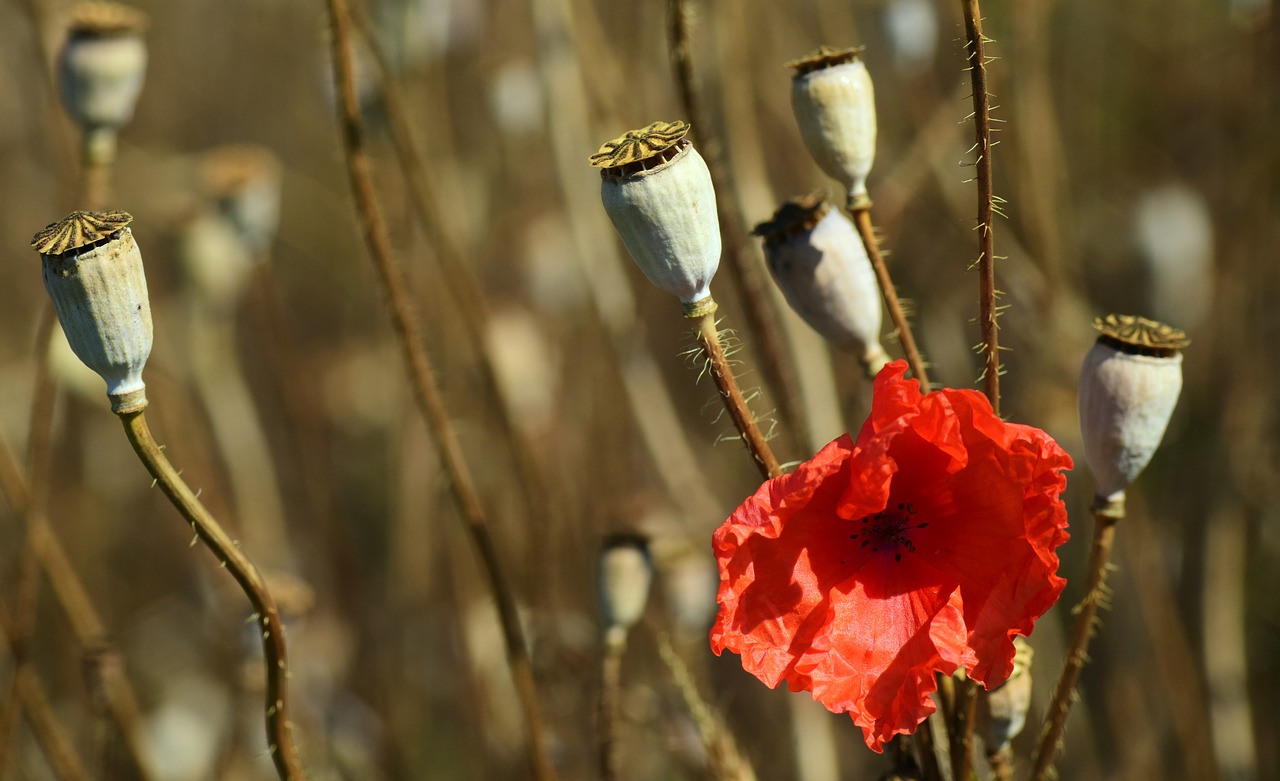 Image - poppy summer blossom bloom flower