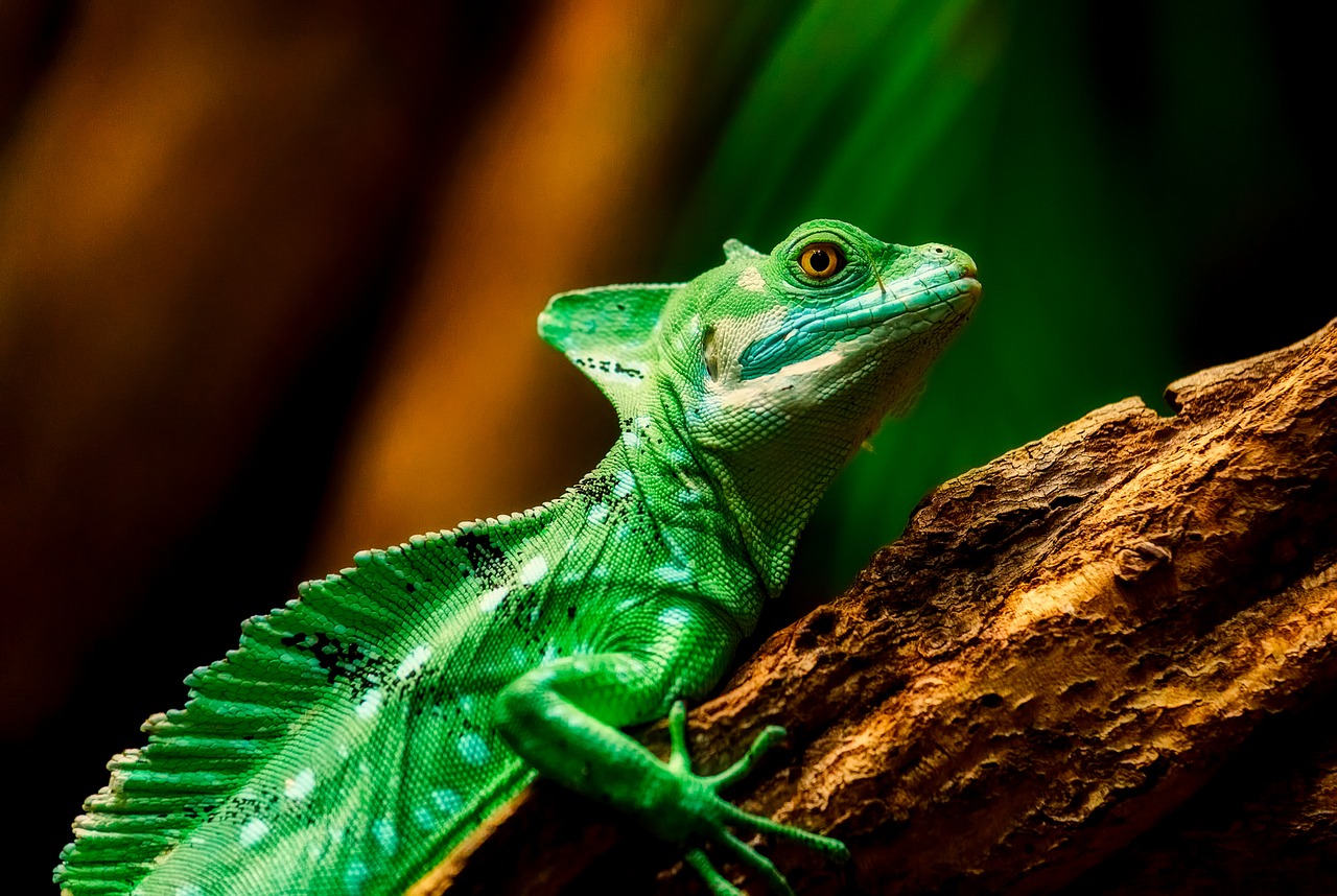 Image - lizard reptile closeup macro
