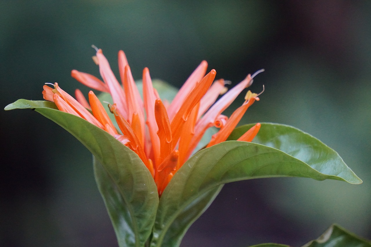 Image - flower bloom macro micro blossom