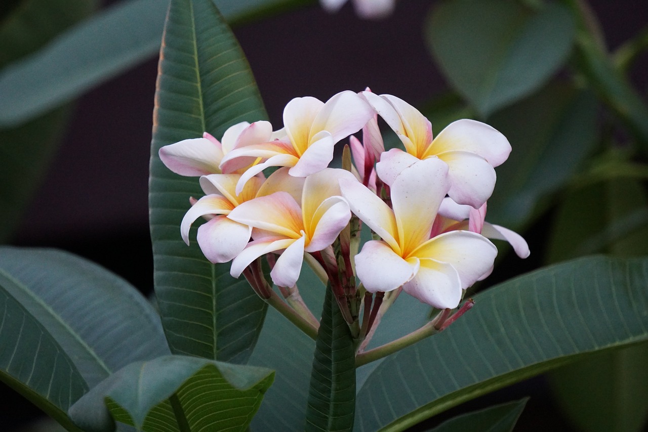 Image - flower bloom floral nature spring