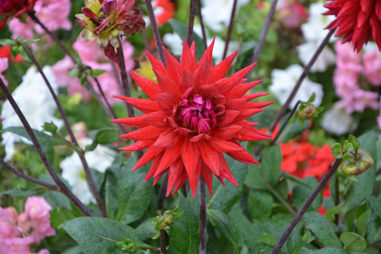 Image - dahlia flower red massif