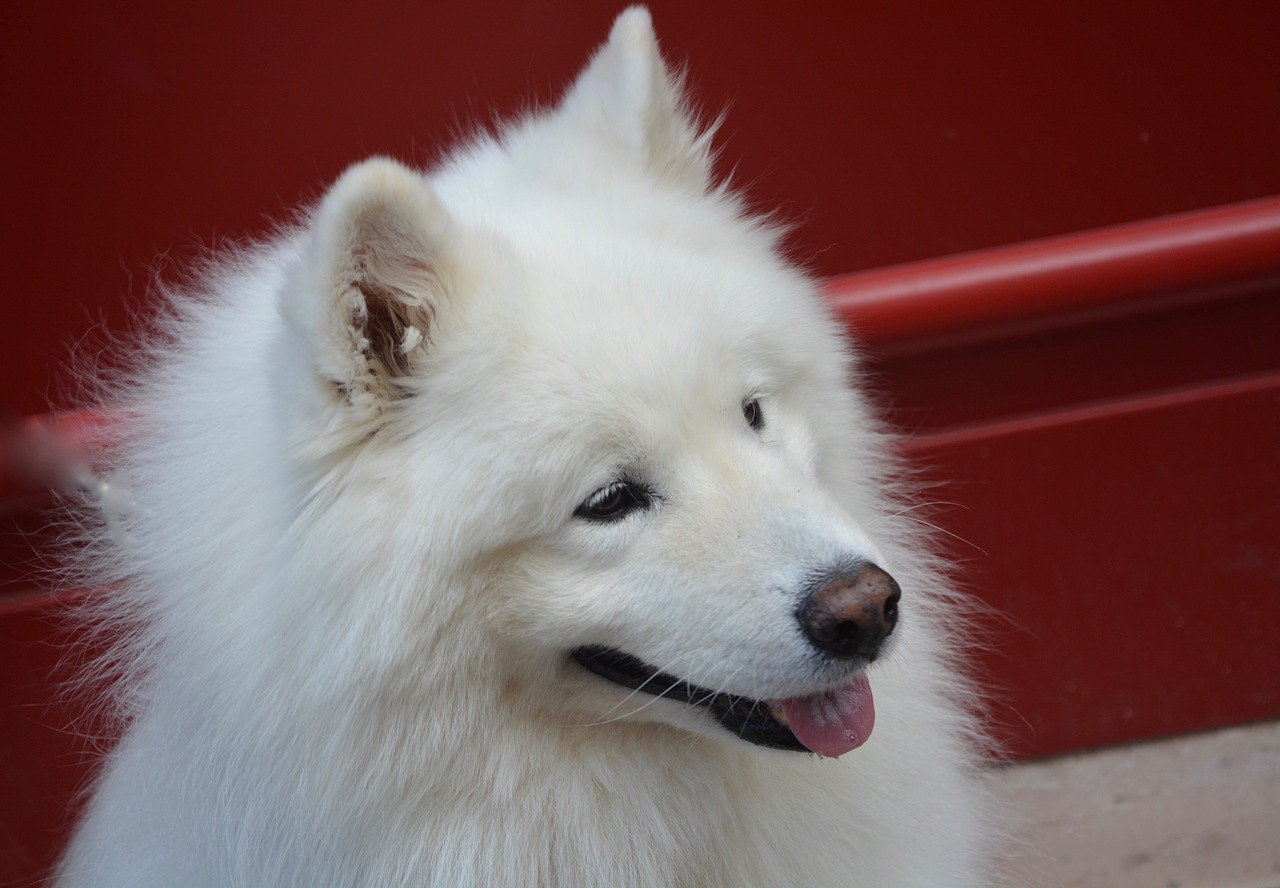 Image - dog samoyed head profile