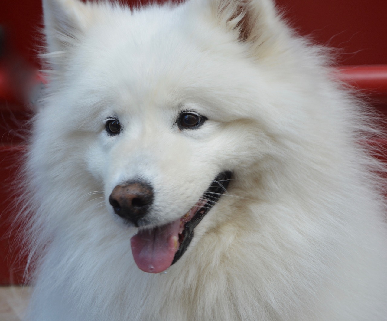 Image - dog samoyed white long hair whites