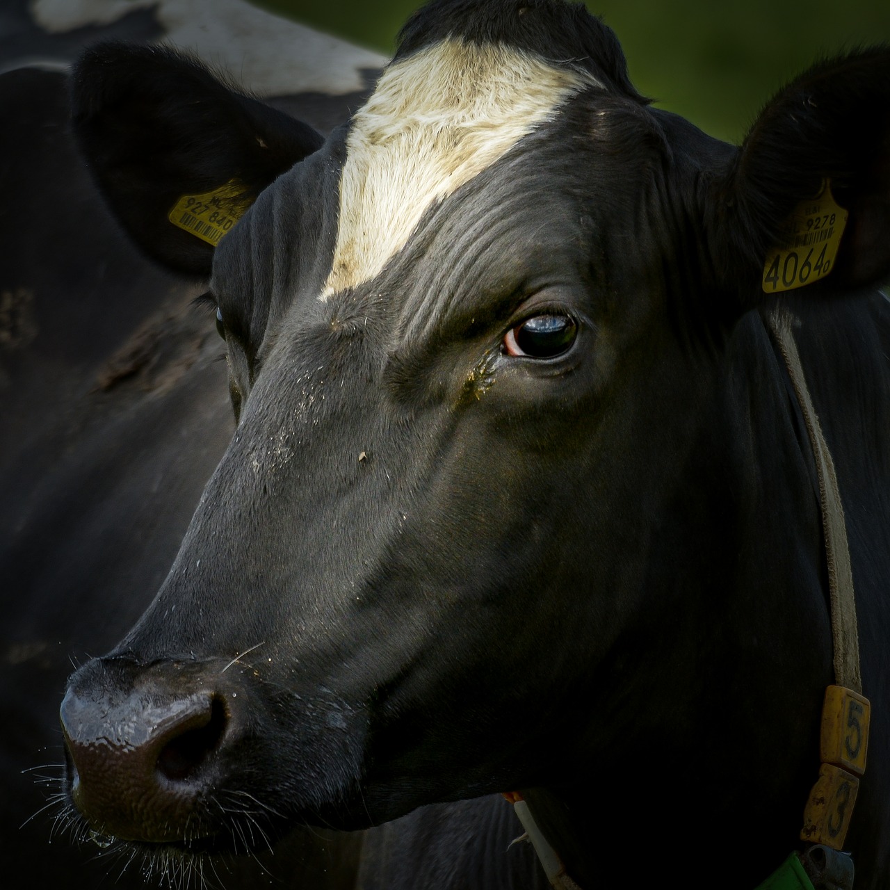 Image - cow ox bovine cattle livestock