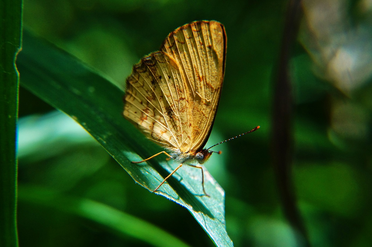 Image - butterflies macro microphotographing