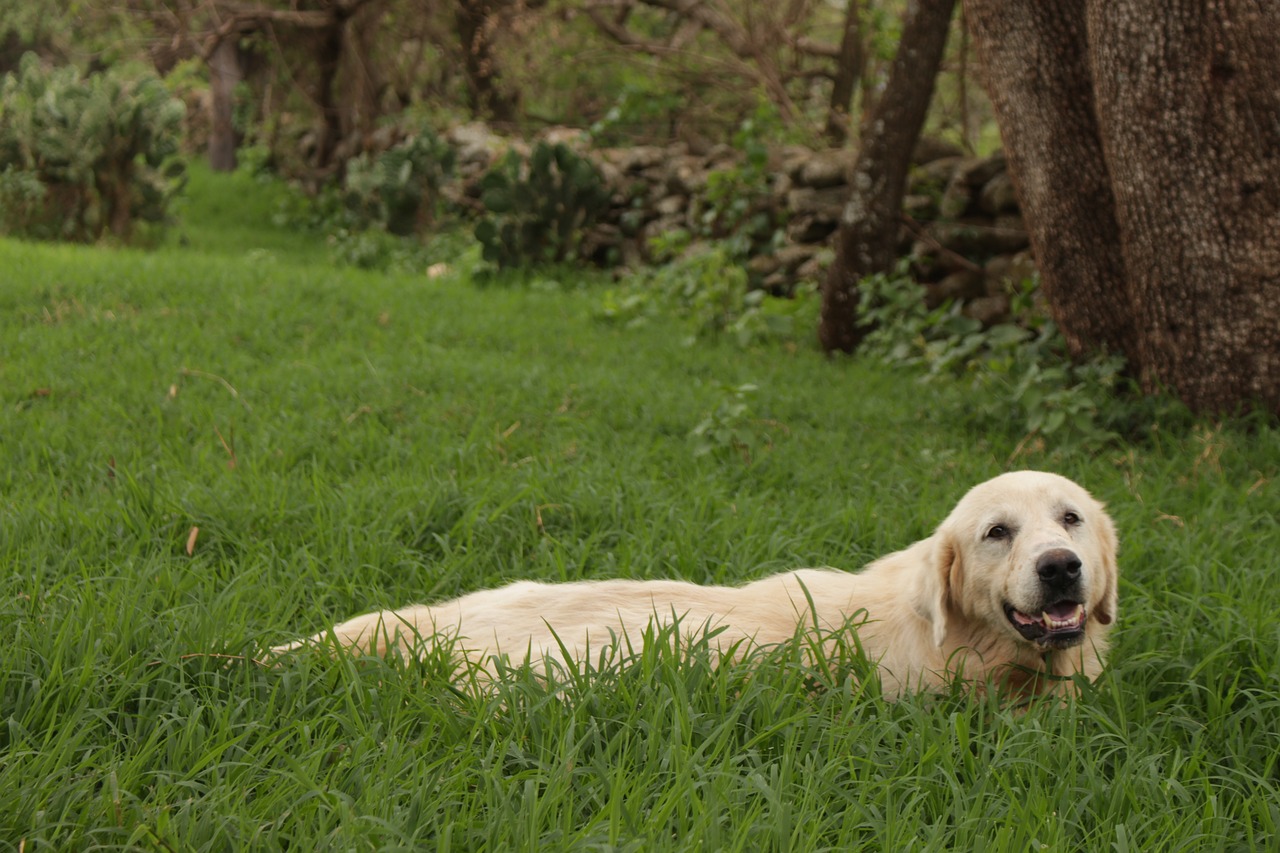 Image - dog canine veterinary pet animal