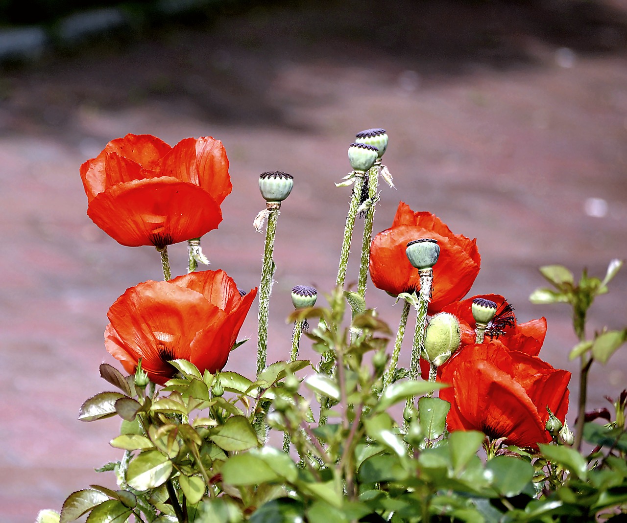 Image - flower poppy red poppy nature red