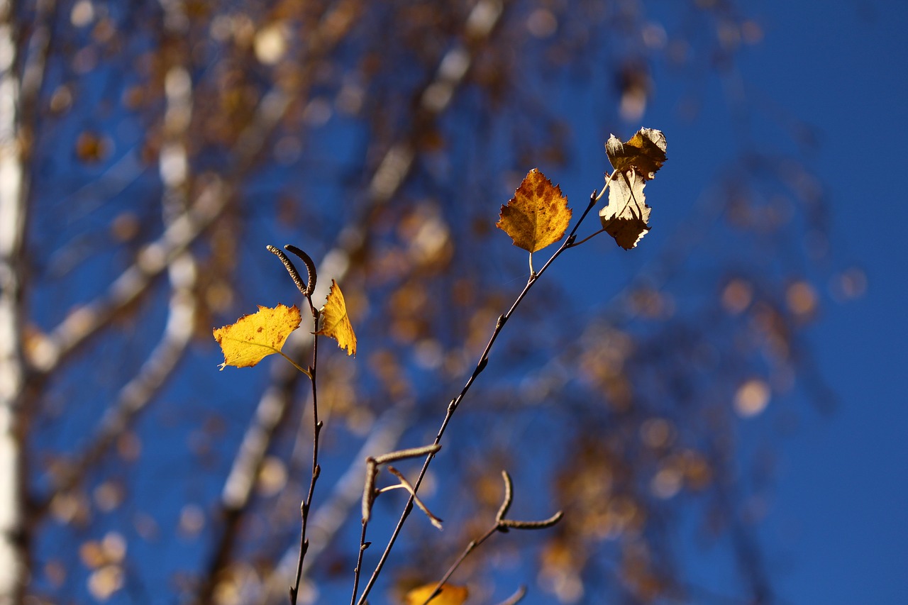 Image - autumn birch leaves yellow