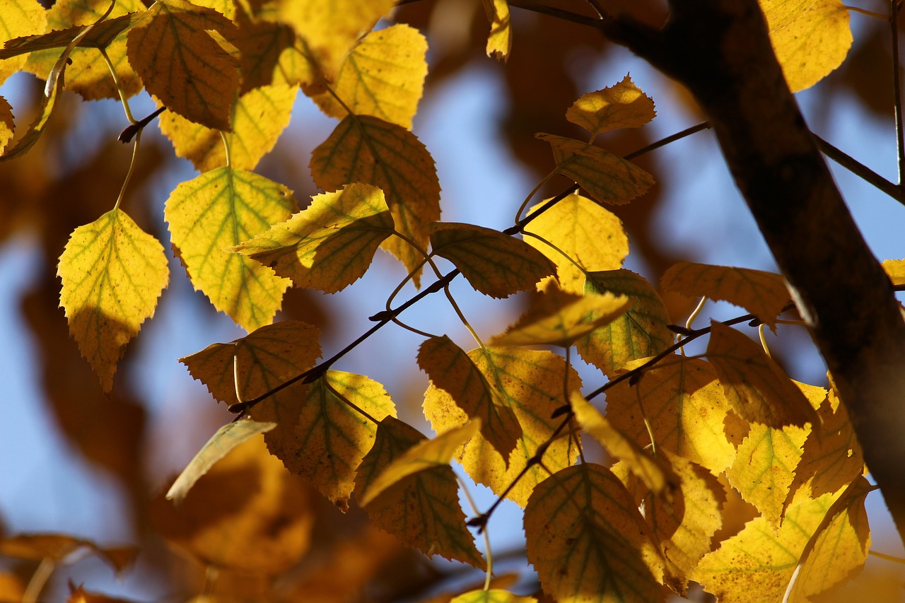 Image - autumn leaves birch yellow leaves