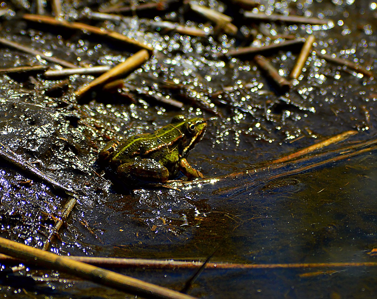 Image - frog dark twilight reptile nature