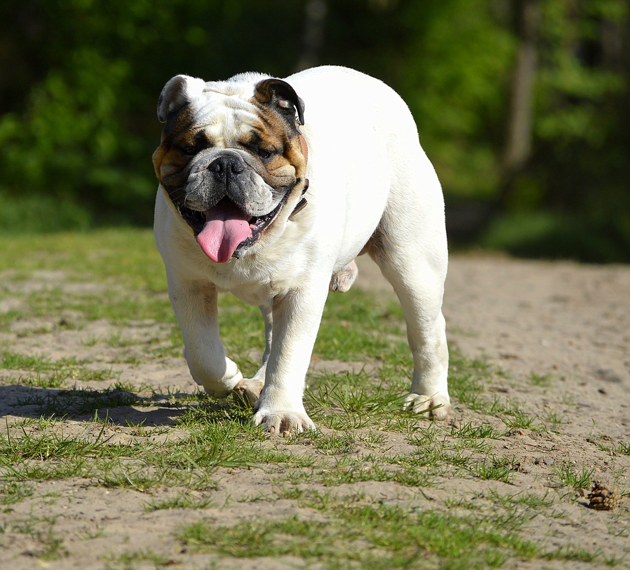 Image - bulldog pet cute snout portrait