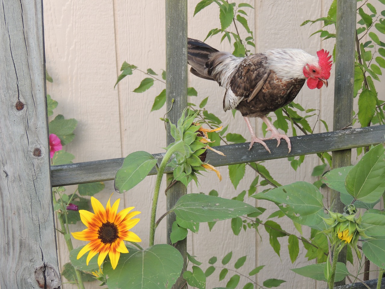 Image - bantam rooster chickens farm