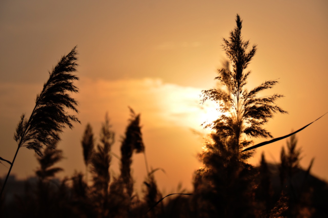Image - at dusk reed silhouette